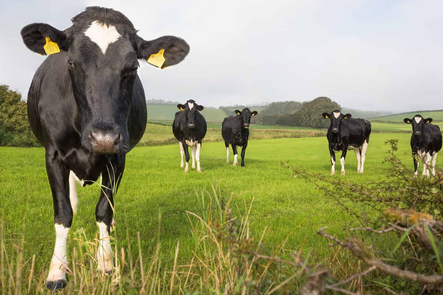 Cattle and farmer | Zoetis