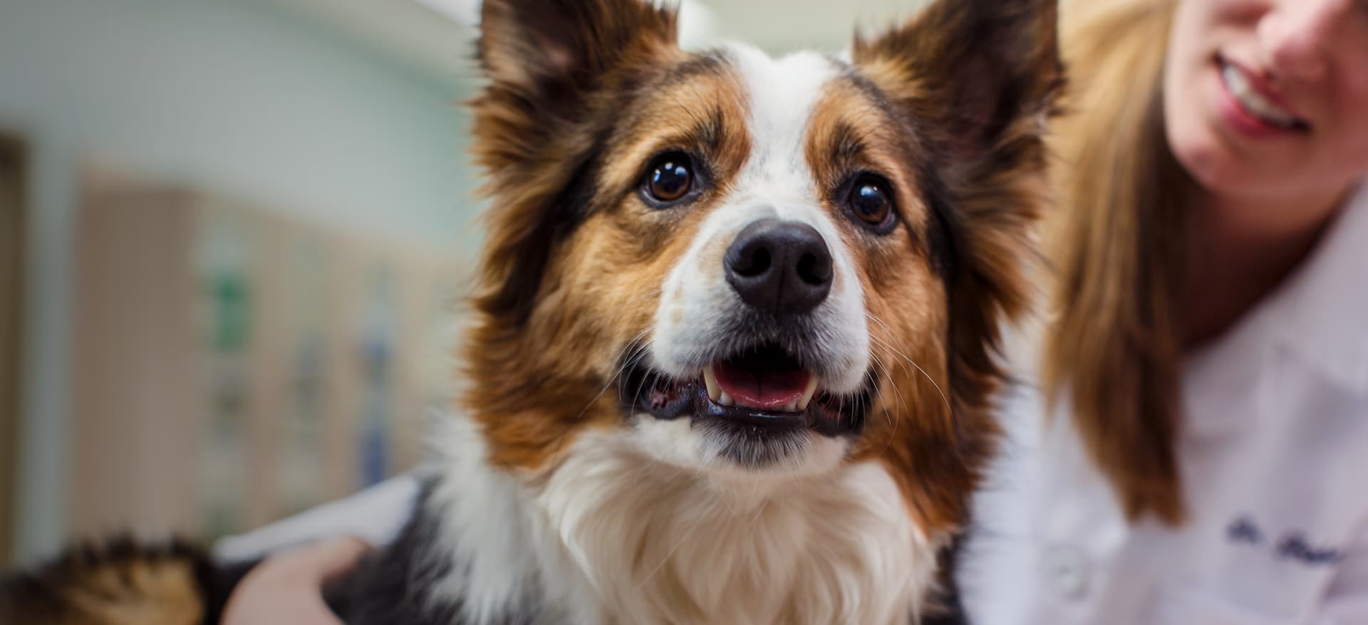 Dog with female vet