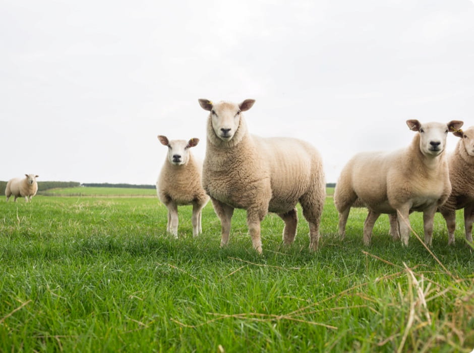 Sheep in a field