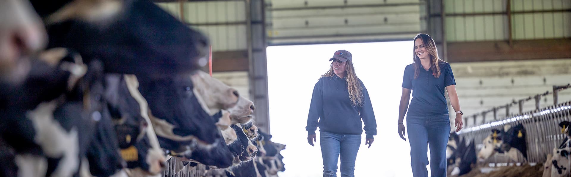 Two women walking past herd of dairy cattle