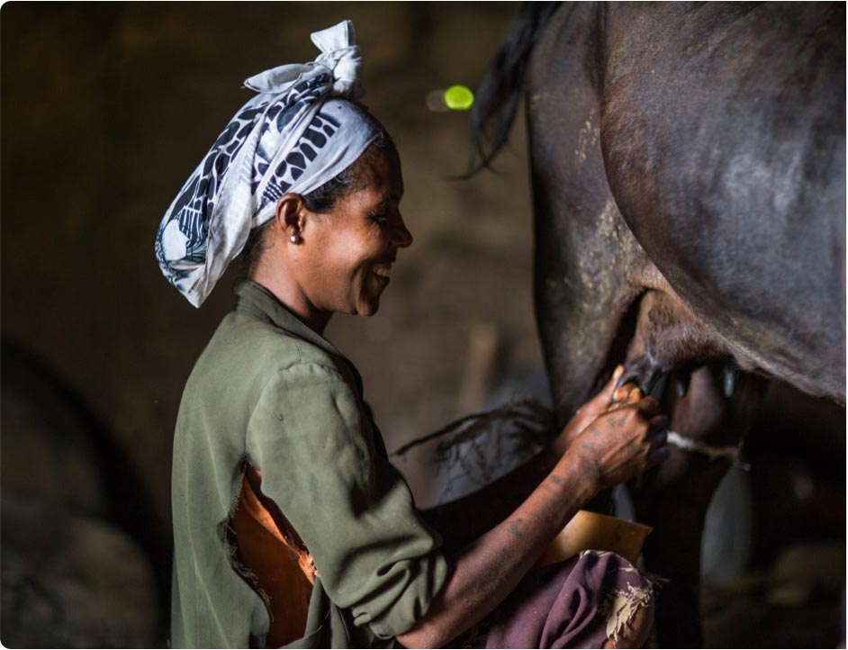 Woman milking cattle