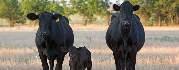 Cows on pasture